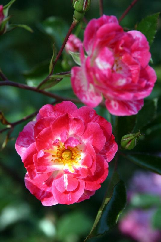 Photo of Rose (Rosa 'Fuchsia Meidiland') uploaded by Calif_Sue