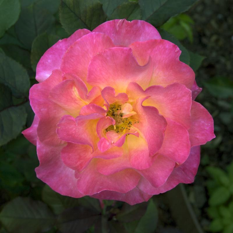 Photo of Hybrid Tea Rose (Rosa 'Rio Samba') uploaded by Mike