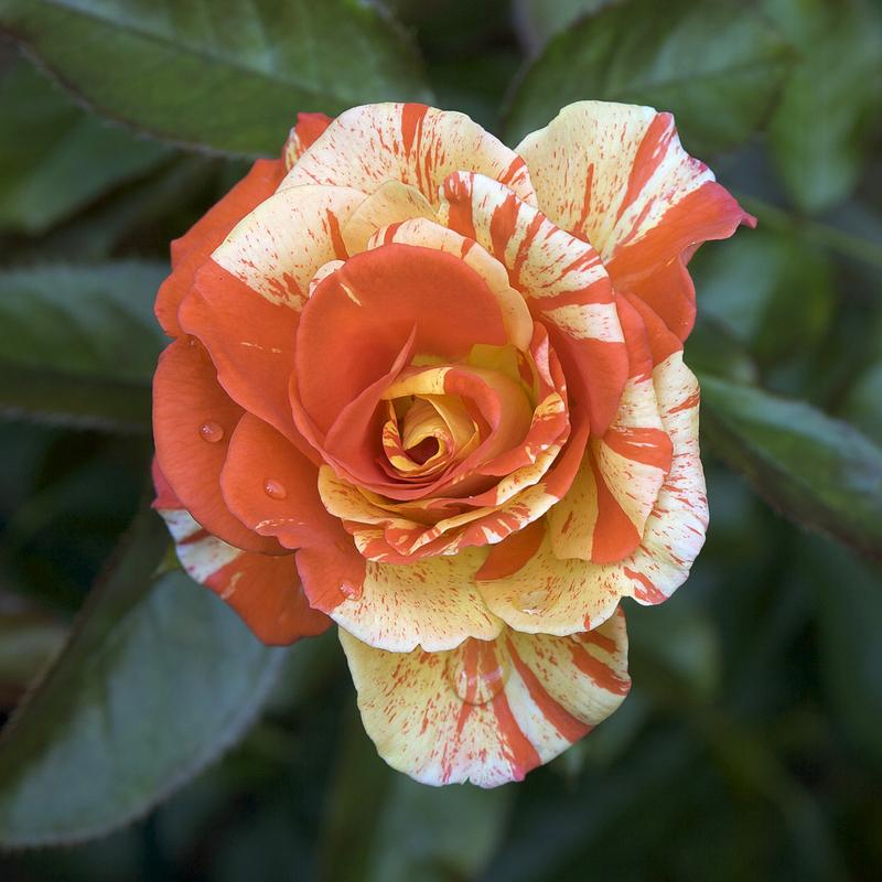 Photo of Rose (Rosa 'Oranges 'n' Lemons') uploaded by Mike