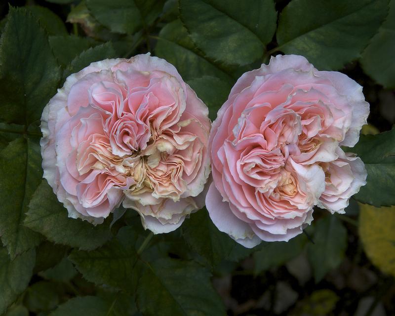 Photo of Rose (Rosa 'Wedding Cake') uploaded by Mike