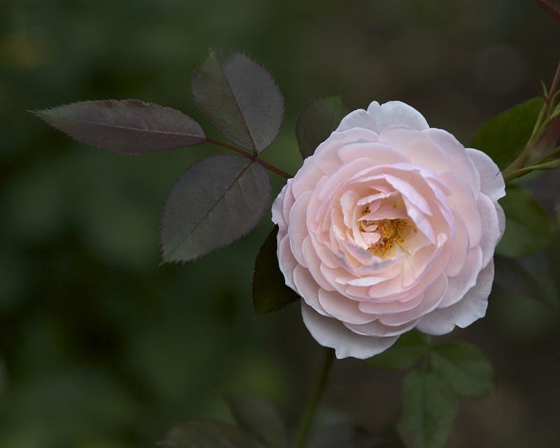 Photo of Rose (Rosa 'Heritage') uploaded by Mike
