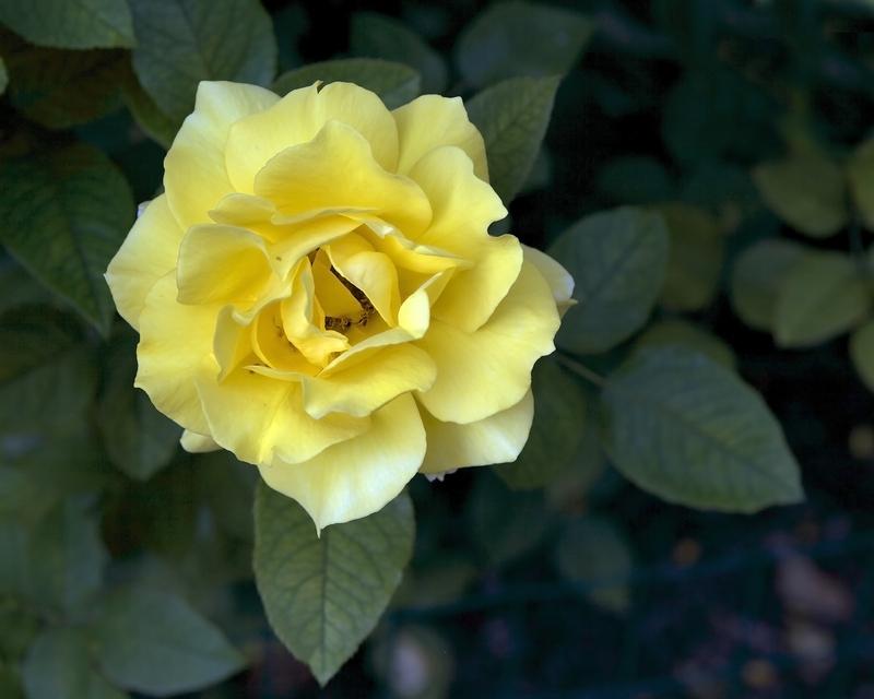 Photo of Rose (Rosa 'Midas Touch') uploaded by Mike
