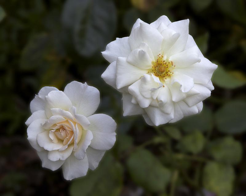 Photo of Rose (Rosa 'French Lace') uploaded by Mike