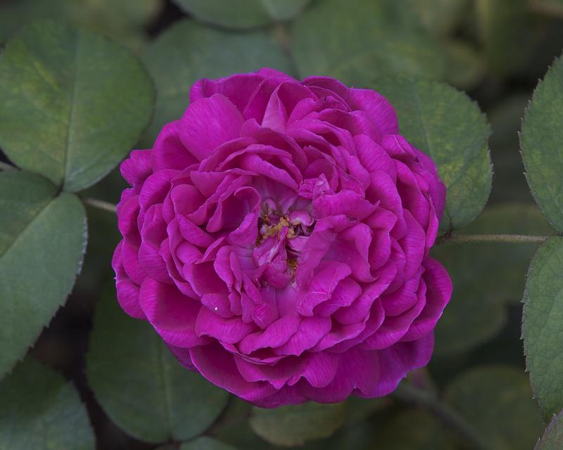 Photo of Portland Rose (Rosa 'Rose de Rescht') uploaded by Mike
