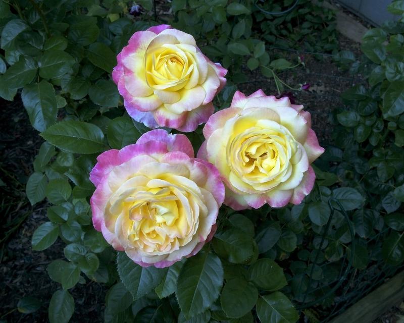 Photo of Rose (Rosa 'Love & Peace') uploaded by Mike