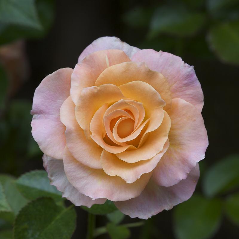 Photo of Rose (Rosa 'Day Breaker') uploaded by Mike