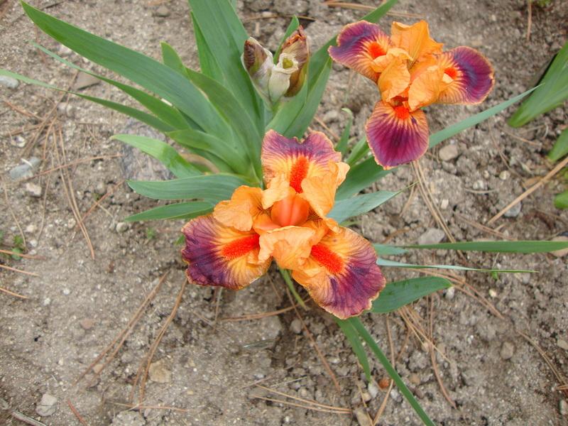 Photo of Standard Dwarf Bearded Iris (Iris 'Fire Coral') uploaded by Paul2032