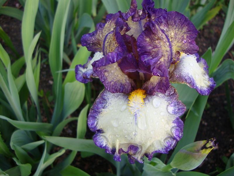 Photo of Intermediate Bearded Iris (Iris 'Nickel') uploaded by Paul2032