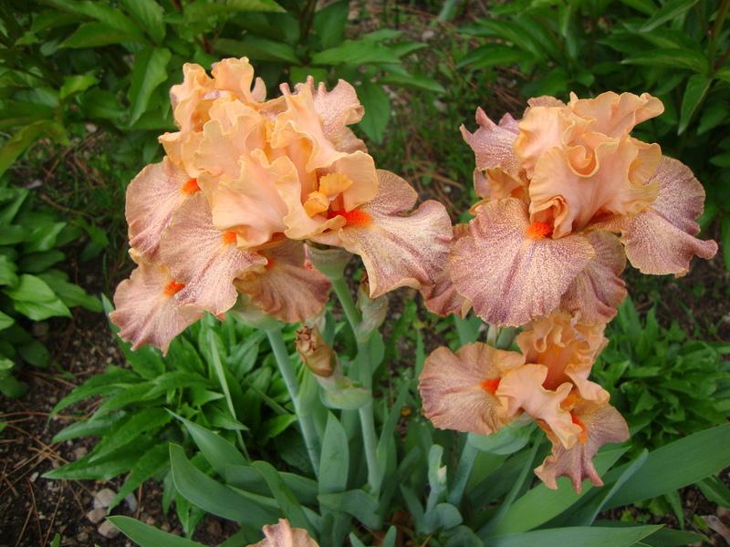 Photo of Intermediate Bearded Iris (Iris 'Spiced Peaches') uploaded by Paul2032