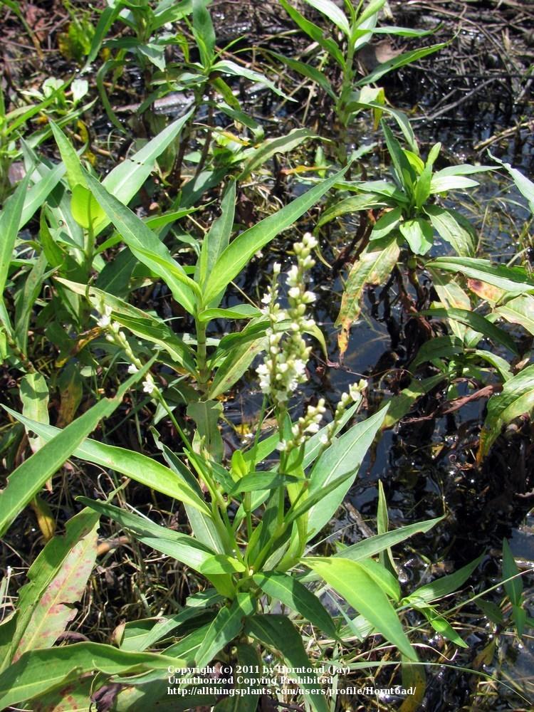 Photo of Swamp Smartweed (Persicaria hydropiperoides) uploaded by Horntoad