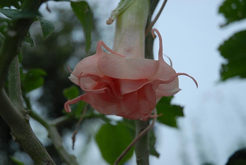 Photo of Angel's Trumpet (Brugmansia 'Pink Perfektion') uploaded by GordonHawk