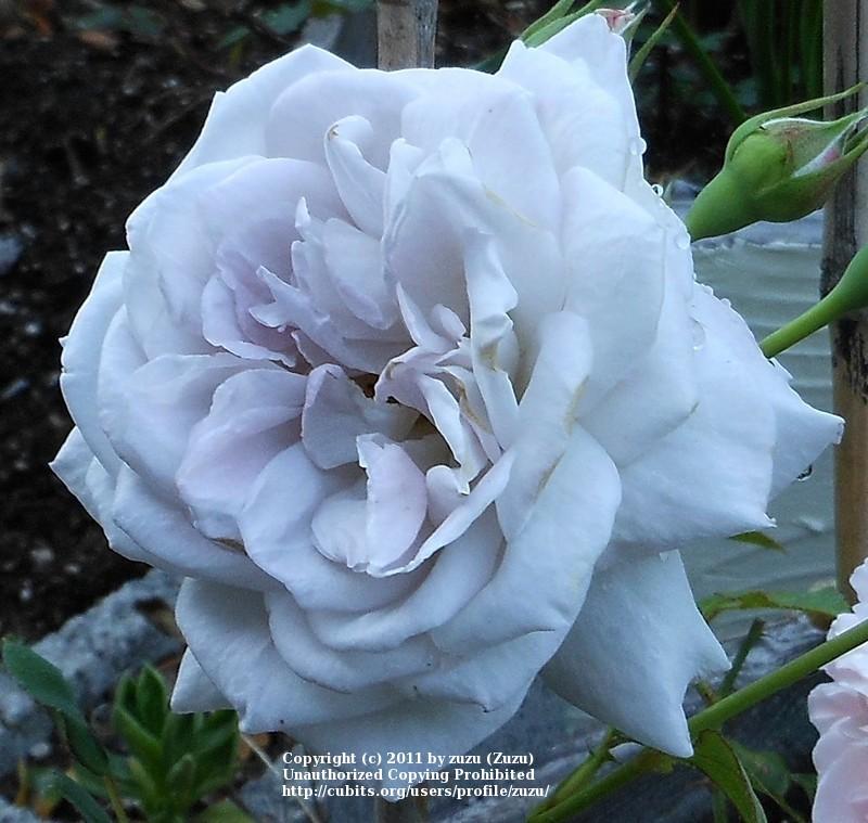 Photo of Rose (Rosa 'Gletscher') uploaded by zuzu