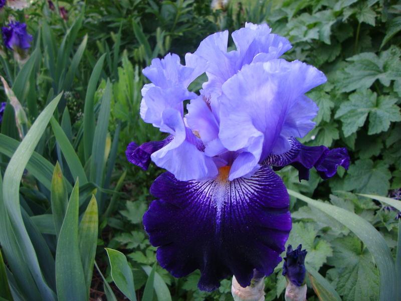 Photo of Tall Bearded Iris (Iris 'Visual Intrigue') uploaded by Paul2032