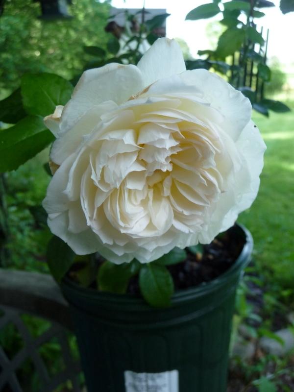 Photo of Rose (Rosa 'September Mourn') uploaded by gardengus