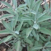 Narrow leaf sage grown from seed, about 5 months after sowing