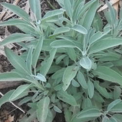 Location: On our farm
Date: Late Spring
Narrow leaf sage grown from seed, about 5 months after sowing