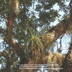 Location: In an oak tree in my neighbor's yard
Date: January 23, 2011
Tillandsia utriculata ("Giant Air Plant")
