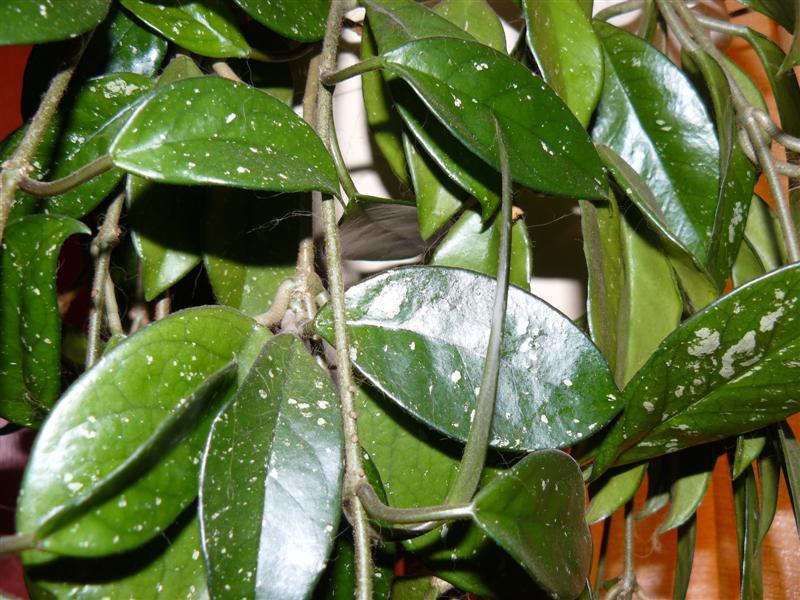 Photo of Wax Plant (Hoya carnosa) uploaded by threegardeners