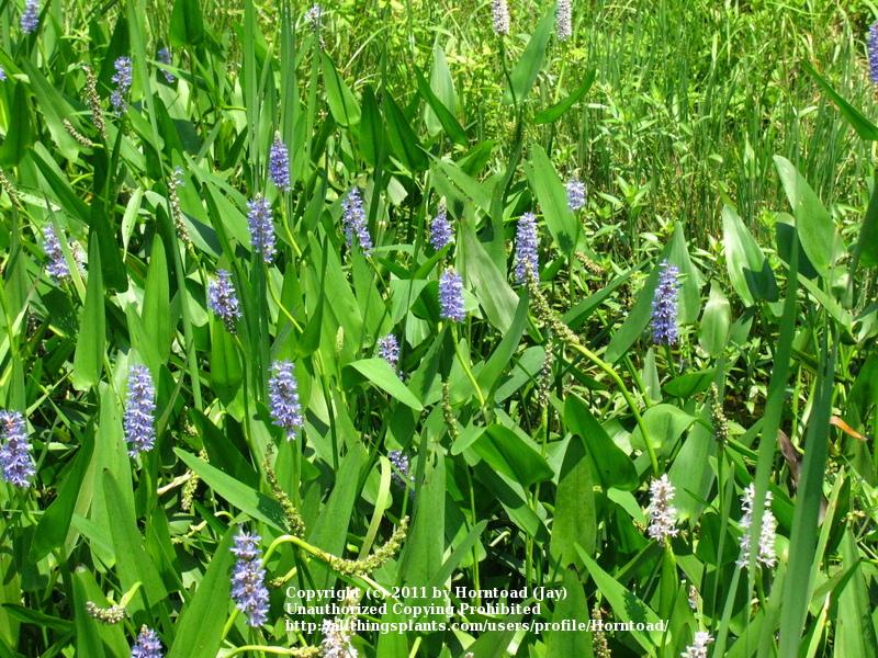 Photo of Pickerelweed (Pontederia cordata) uploaded by Horntoad