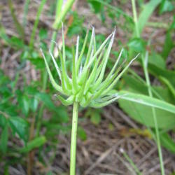 Location: Beaumont, Jefferson County, Texas
Date: June 27, 2010
Clematis crispa seed head.