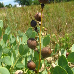 Location: Nederland, Jefferson County, Texas
Date: June 19, 2010
Bush-pea mature seed pods.
