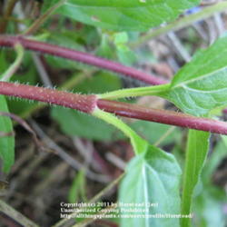 Location: Jefferson County, Texas
Date: July 21 2010
Stem and Leaf Node