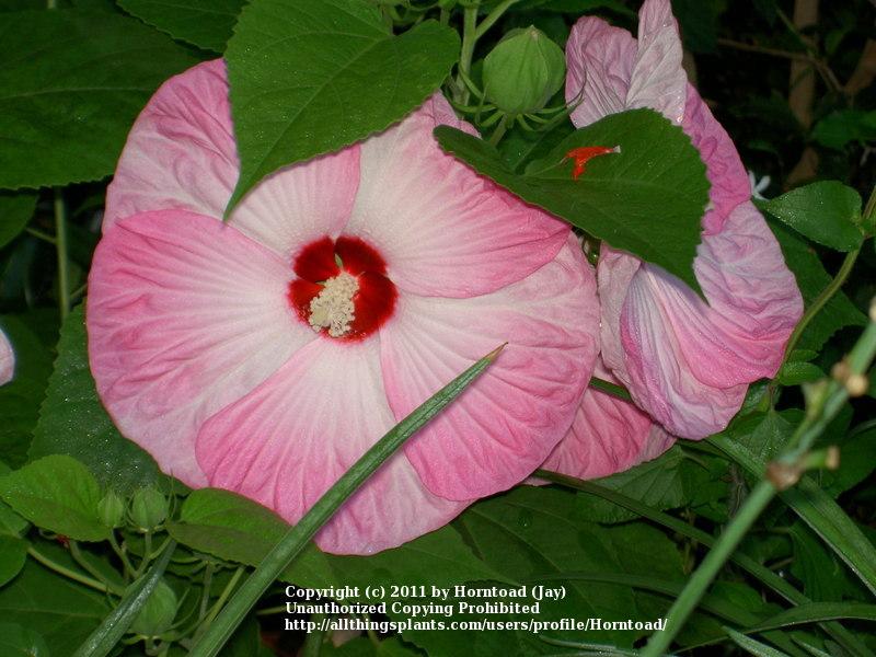 Photo of Hybrid Hardy Hibiscus (Hibiscus Luna™ Pink Swirl) uploaded by Horntoad