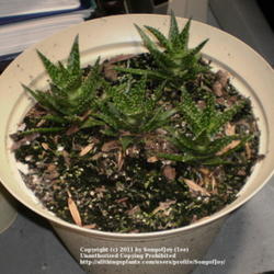 Location: Over-wintering in basement
Date: 1/20/2011
young Aloe x spinosissima offsets rooting indoors