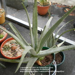 Location: Outdoors in Middle Tennessee
Date: 8/9/2011
Two large potted Aloe vera plants