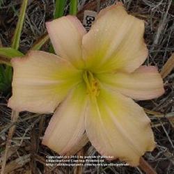 Location: Central Texas 76844
Date: July 2005