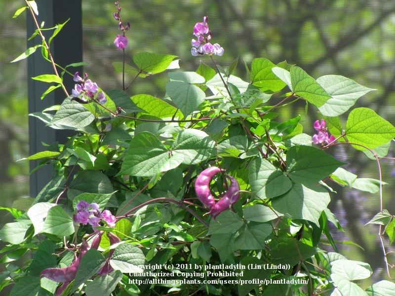 Photo of Purple Hyacinth Bean (Lablab purpureus) uploaded by plantladylin