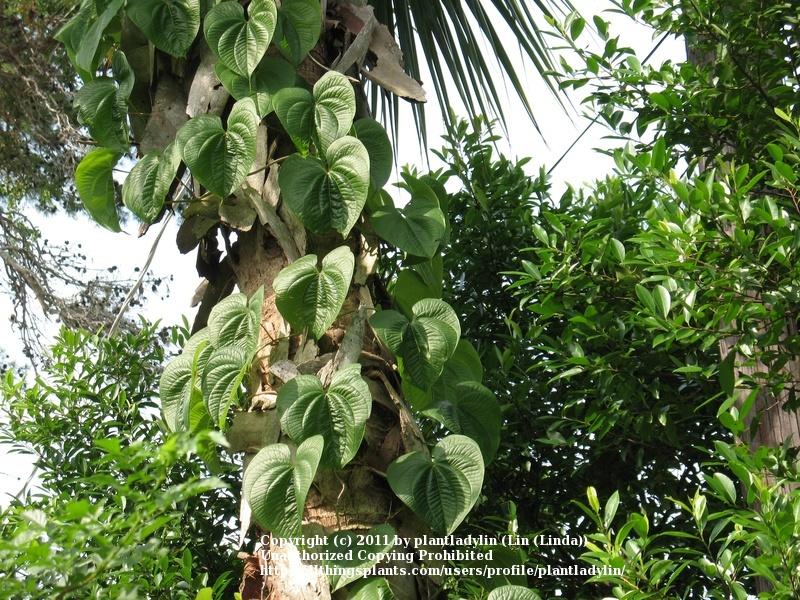 Photo of Air Potato (Dioscorea bulbifera) uploaded by plantladylin