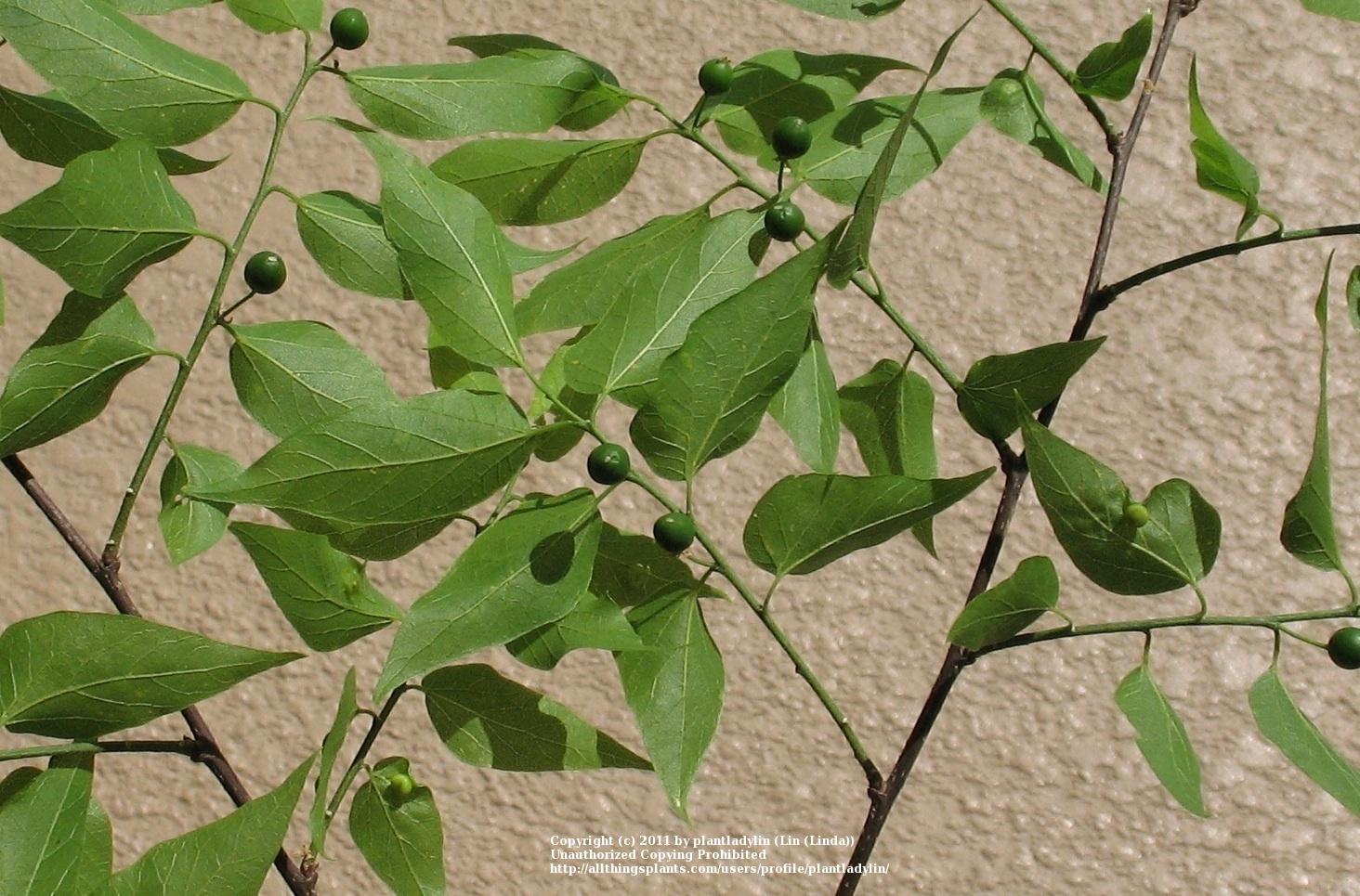Photo of Sugarberry (Celtis laevigata) uploaded by plantladylin