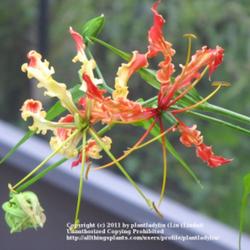 Location: My back deck
Date: July 20, 2011
Gloriosa Rothschildiana