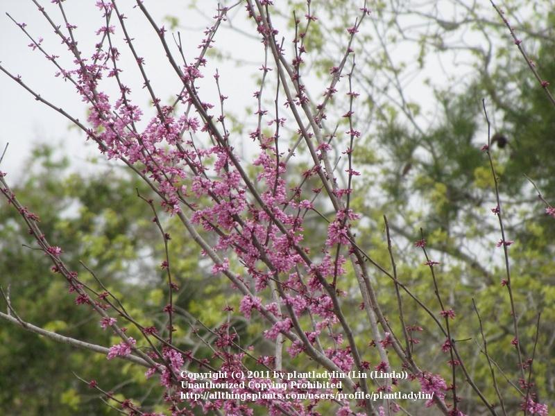 Photo of Eastern Redbud (Cercis canadensis) uploaded by plantladylin