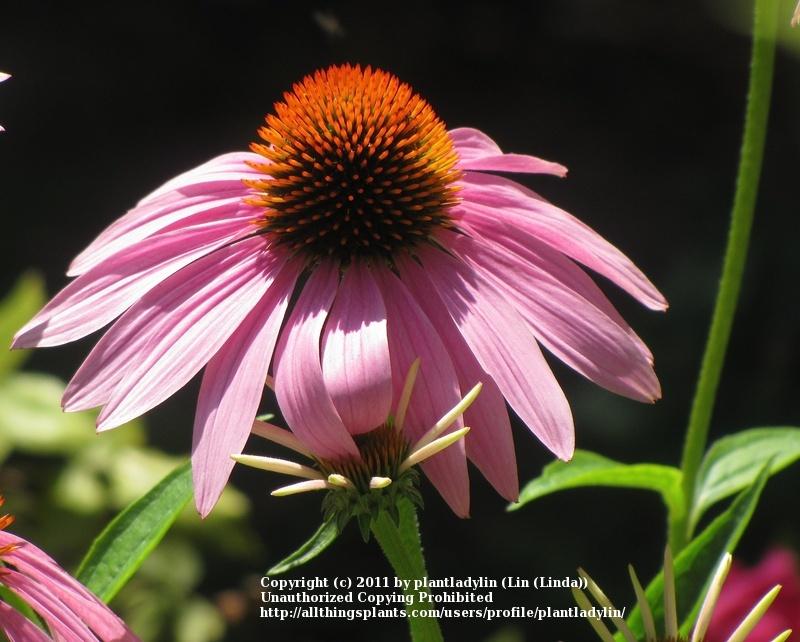 PBCO MARMALADE CONEFLOWER~Seeds!!!!~~~~The Largest Flower Heads!