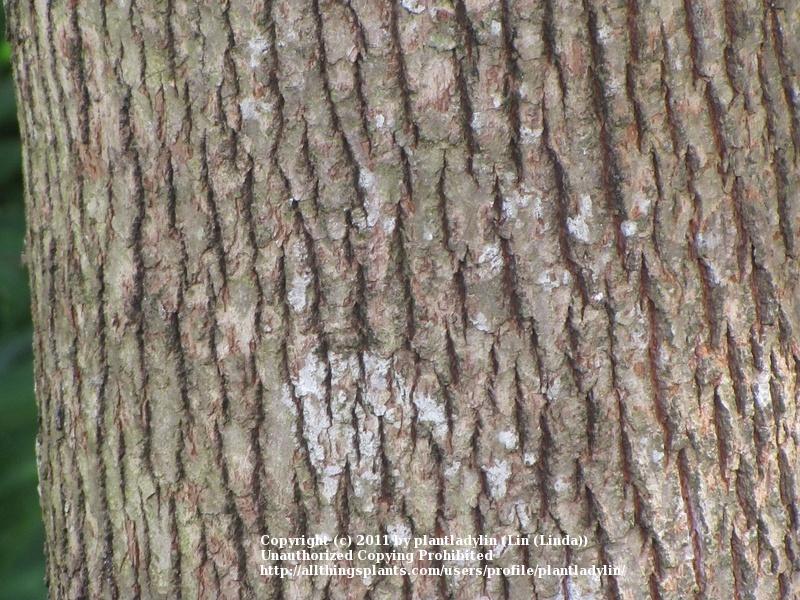 Photo of Camphor Tree (Cinnamomum camphora) uploaded by plantladylin