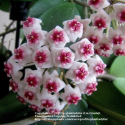 Location: My back porch
Date: April 29, 2011
Blooms of Hoya obovata