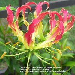
Date: July 2010
Close up of Gloriosa bloom