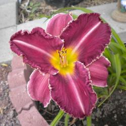 Location: NE Washington
Date: July 2011
Fortune's Dearest, First bloom on new plant