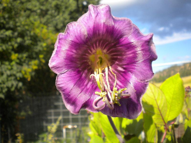 Photo of Cup and Saucer Vine (Cobaea scandens) uploaded by woofie