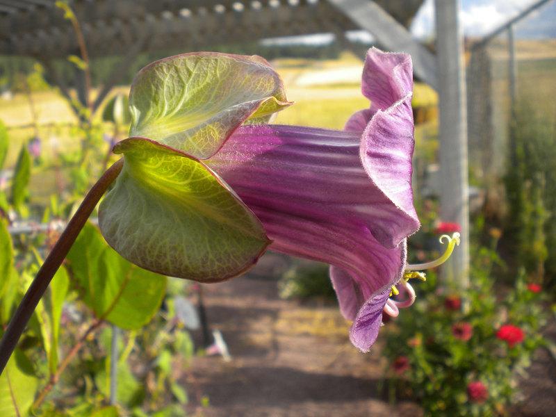 Photo of Cup and Saucer Vine (Cobaea scandens) uploaded by woofie