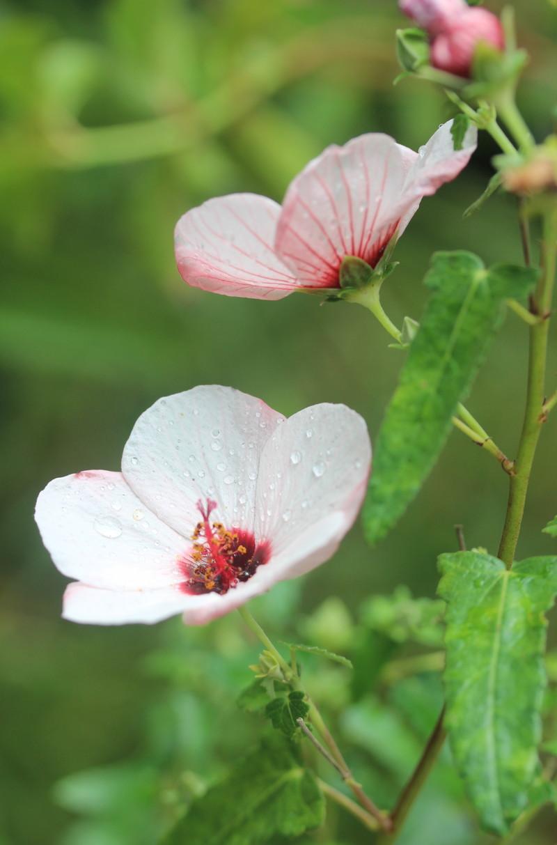 Photo of Spear Leaf Swamp Mallow (Pavonia hastata) uploaded by wren