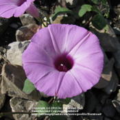 Tievine Flower