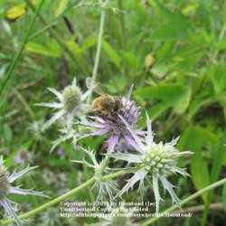 Location: Beaumont, Jefferson County, Texas
Date: July 21, 2010
Bee and Bloom