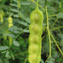 Location: Port Arthure, Jefferson County, Texas
Date: August 16, 2010
Immature seed pod.