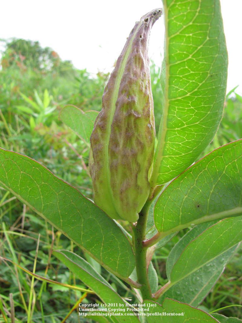 Photo of Spider Milkweed (Asclepias viridis) uploaded by Horntoad