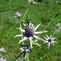 Location: Beaumont, Jefferson County, Texas
Date: June 26, 2010
Hooker's Eryngo Flower