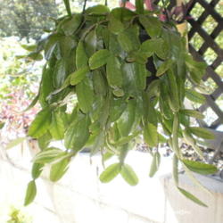 Location: Middle Tennessee
Date: 9/11/2010
R. 'elliptica' makes an excellent plant for a hanging basket.