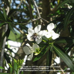 Location: Daytona Beach, Florida
Date: March 23, 2011
#Pollination
